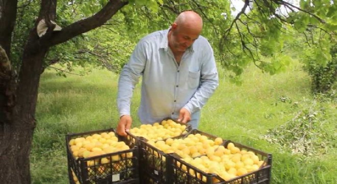Doğu'da sarı altın hasadı başladı 